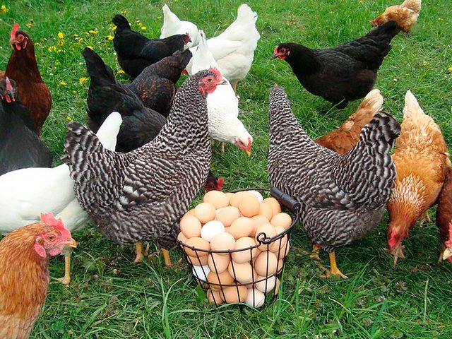 Содержание кур и уход за ними | ЗооТом - продажа, вязка и услуги для животных в Тольятти