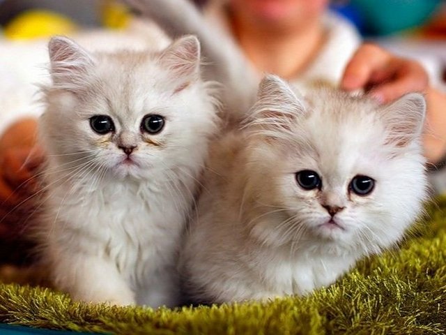 Породы кошек в Тольятти | ЗооТом портал о животных