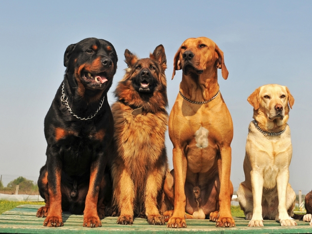 Крупные породы собак в Тольятти | ЗооТом портал о животных
